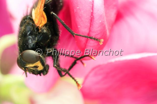mesembrina meridiana.JPG - Mesembrina meridiana (portrait)Mésembrine du MidiNoon flyDiptera, MuscidaeFrance